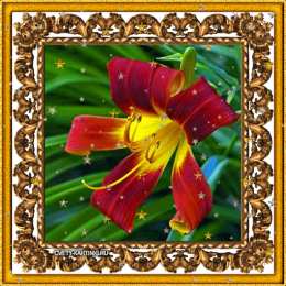 Открытки с лилейниками  Открытки с лилейниками анимационные. Открытки с лилейниками gif.