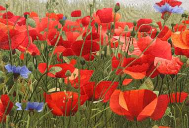 Открытки с цветочными полями  Открытки с цветочными полями с анимациями. Красивые открытки с цветами.