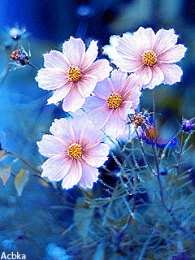 Открытки с космеями  Открытки с космеями анимационные. Открытки с космеями gif.  