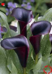 Открытки с каллами Открытки с каллами скачать бесплатно. Открытки с каллами онлайн.