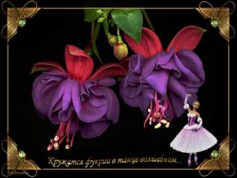 Открытки с фуксией Анимационные открытки с фуксией. Открытки с фуксией скачать бесплатно.