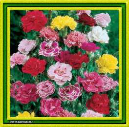 Открытки с гвоздиками  Открытки с гвоздиками скачать. Открытки с гвоздиками онлайн.