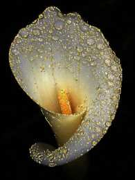 Открытки с каллами Открытки с каллами скачать бесплатно. Открытки с каллами онлайн.