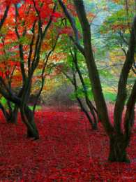 Открытки с осенним лесом Открытки с осенним лесом скачать. Открытки с осенним лесом бесплатно.