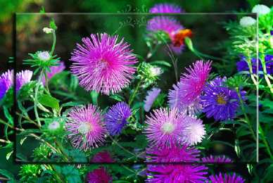 Открытки с астрами  Открытки с астрами скачать бесплатно. Открытки с астрами онлайн.