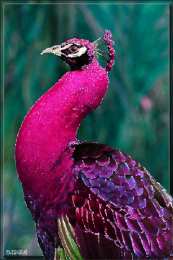 Открытки с павлинами Открытки с павлинами скачать бесплатно. Открытки с павлинами gif.