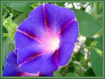 Открытки с вьюнками  Открытки с вьюнками анимационные. Открытки с вьюнками онлайн.