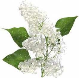 Открытки с белой сиренью  Открытки с белой сиренью анимационные. Открытки с белой сиренью gif.