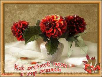 Открытки с георгинами  Открытки с георгинами скачать бесплатно. Открытки с георгинами онлайн.