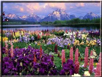 Открытки с бабочками  Открытки с бабочками с анимациями. Открытки с бабочками gif.