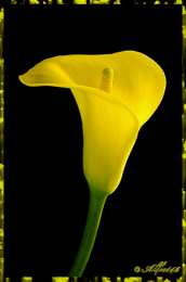 Открытки с каллами Открытки с каллами скачать бесплатно. Открытки с каллами онлайн.