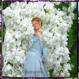 Открытки с белой сиренью  Открытки с белой сиренью анимационные. Открытки с белой сиренью gif.