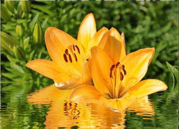 Открытки с желтыми лилиями  Открытки с желтыми лилиями gif. Открытки с желтыми лилиями скачать.