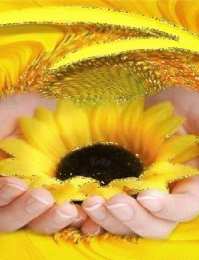 Открытки с подсолнухами Открытки с подсолнухами скачать бесплатно. Открытки с подсолнухами gif.