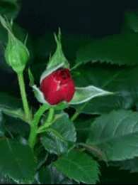 Открытки с распускающимися розами Открытки с распускающимися розами скачать бесплатно gif.      