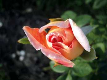 Открытки с распускающимися розами Открытки с распускающимися розами скачать бесплатно gif.      