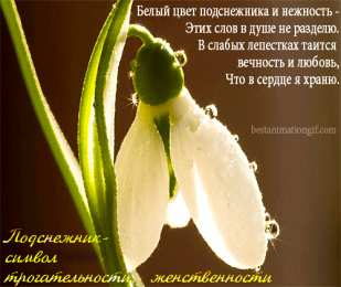 Открытки с днём подснежника Открытки с днём подснежника gif. Открытки с днём подснежника скачать.