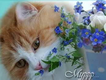 Открытки с незабудками  Открытки с незабудками бесплатно. Открытки с незабудками анимационные.