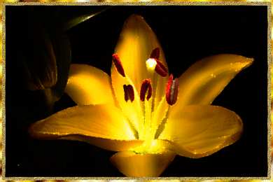 Открытки с лилейниками  Открытки с лилейниками анимационные. Открытки с лилейниками gif.