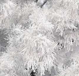 Открытки с инеем  Открытки с инеем скачать бесплатно. Открытки с инеем gif.     