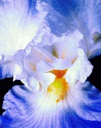 Открытки с ирисами  Открытки с ирисами скачать. Открытки с ирисами бесплатно онлайн.