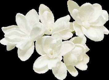 Открытки с белой сиренью  Открытки с белой сиренью анимационные. Открытки с белой сиренью gif.