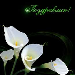 Открытки с каллами Открытки с каллами скачать бесплатно. Открытки с каллами онлайн.