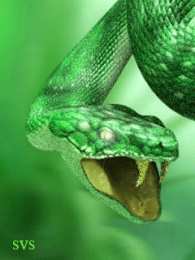 Открытки со змеями Открытки со змеями скачать бесплатно. Открытки со змеями gif.