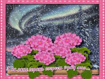 Открытки с геранью Открытки с геранью скачать бесплатно. Открытки с геранью онлайн.