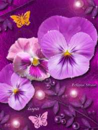 Открытки с разноцветными анютиными глазками  Открытки с разноцветными анютиными глазками скачать бесплатно.