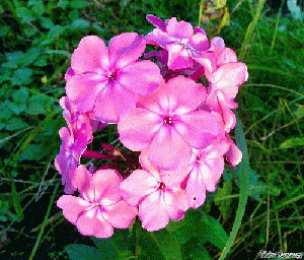 Открытки с флоксами  Открытки с флоксами анимационные. Открытки с флоксами скачать.