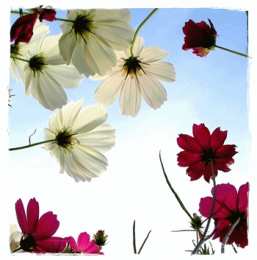 Открытки с космеями  Открытки с космеями анимационные. Открытки с космеями gif.  