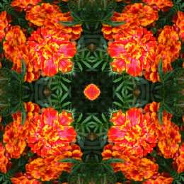 Открытки с бархатцами  Открытки с бархатцами онлайн бесплатно. Открытки с бархатцами скачать.