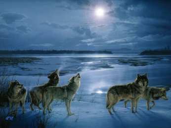 Открытки с волками Анимационные открытки с волками. Скачать открытки с волками gif.