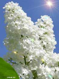 Открытки с белой сиренью  Открытки с белой сиренью анимационные. Открытки с белой сиренью gif.