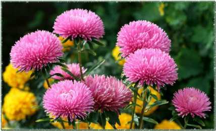 Открытки с астрами  Открытки с астрами скачать бесплатно. Открытки с астрами онлайн.