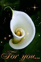 Открытки с каллами Открытки с каллами скачать бесплатно. Открытки с каллами онлайн.