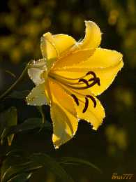 Открытки с желтыми лилиями  Открытки с желтыми лилиями gif. Открытки с желтыми лилиями скачать.