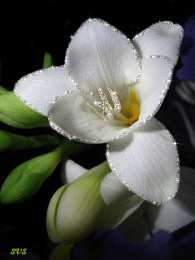 Открытки с фрезиями  Открытки с фрезиями gif. Открытки с фрезиями скачать бесплатно.