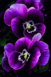 Открытки с фиолетовыми анютиными глазками  Открытки с фиолетовыми анютиными глазками скачать бесплатно.