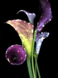 Открытки с каллами Открытки с каллами скачать бесплатно. Открытки с каллами онлайн.