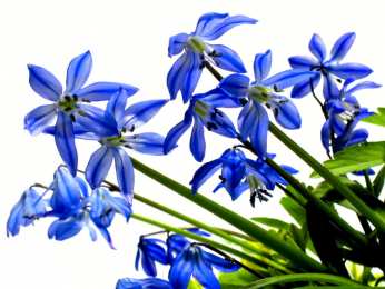 Открытки с пролесками  Открытки с пролесками скачать бесплатно. Открытки с пролесками онлайн.