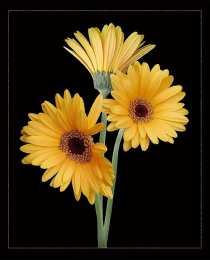 Открытки с герберами  Открытки с герберами скачать бесплатно. Открытки с герберами gif.