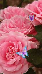 Открытки с розовыми розами Чудесные открытки с розовыми розами скачать бесплатно gif.