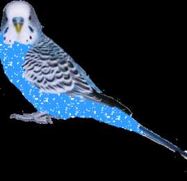 Открытки с попугаями  Открытки с попугаями скачать. Открытки с попугаями бесплатно.