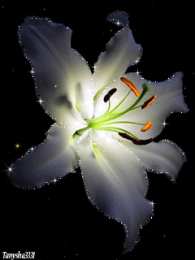 Открытки с белой лилией  Открытки с белой лилией скачать бесплатно. Открытки с белой лилией gif.