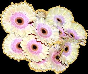 Открытки с герберами  Открытки с герберами скачать бесплатно. Открытки с герберами gif.