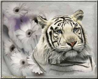 Открытки с белым тигром Открытки с белым тигром скачать. Открытки с белым тигром бесплатно.