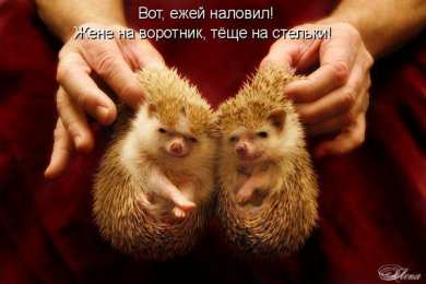 Открытки с ёжиками Скачать бесплатно открытки с ёжиками. Открытки с ёжиками gif.