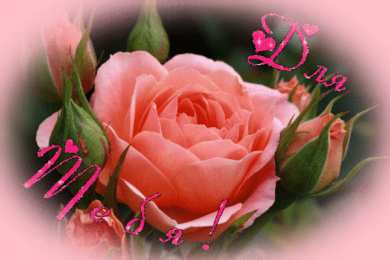 Открытки с розами Открытки с розами скачать бесплатно Открытки с розами онлайн.